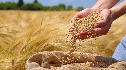 گندمکاران منتظر واریزی جدید باشند / باقی‌مانده مطالبات چه زمانی پرداخت می‌شود؟