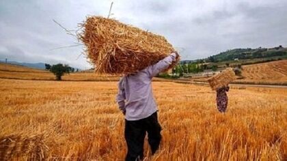 ۳۵ همت از مطالبات گندمکاران مانده؛ وعده تسویه هفته آینده عملی می‌شود؟