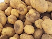 شوک تازه به سفره خانوار؛ چرا سیب‌زمینی دوباره گران شد؟
